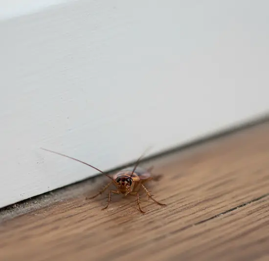 German Cockroaches
