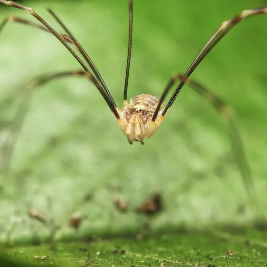 Cellar Spiders