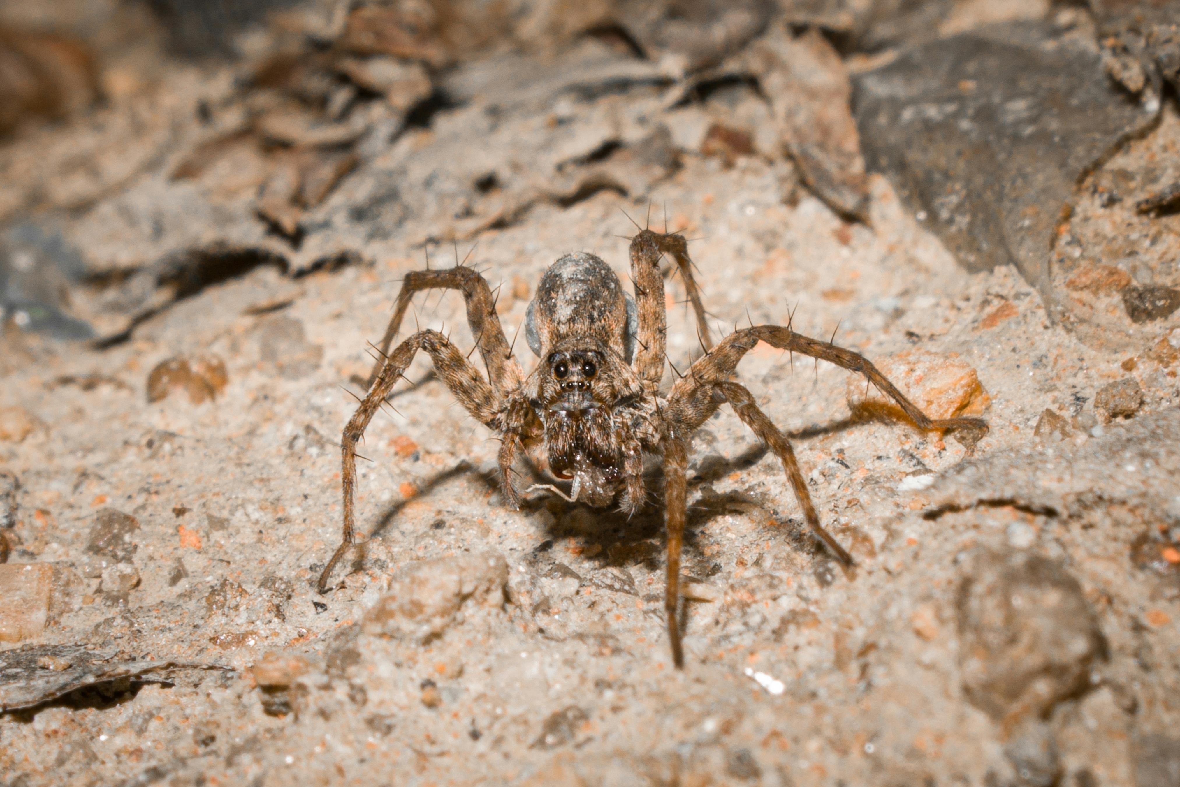 Wolf Spiders