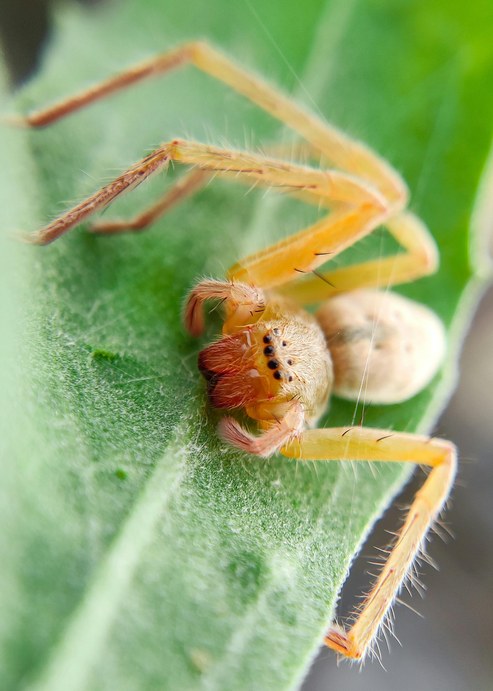 Yellow Sac Spiders