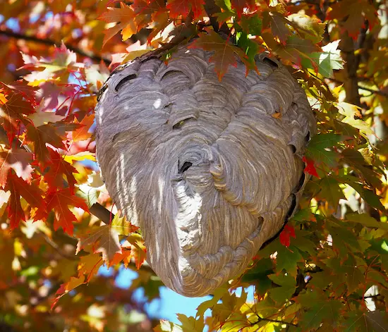 Large grey, papery wasp nest in fall tree