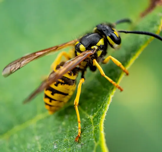Yellow Jackets